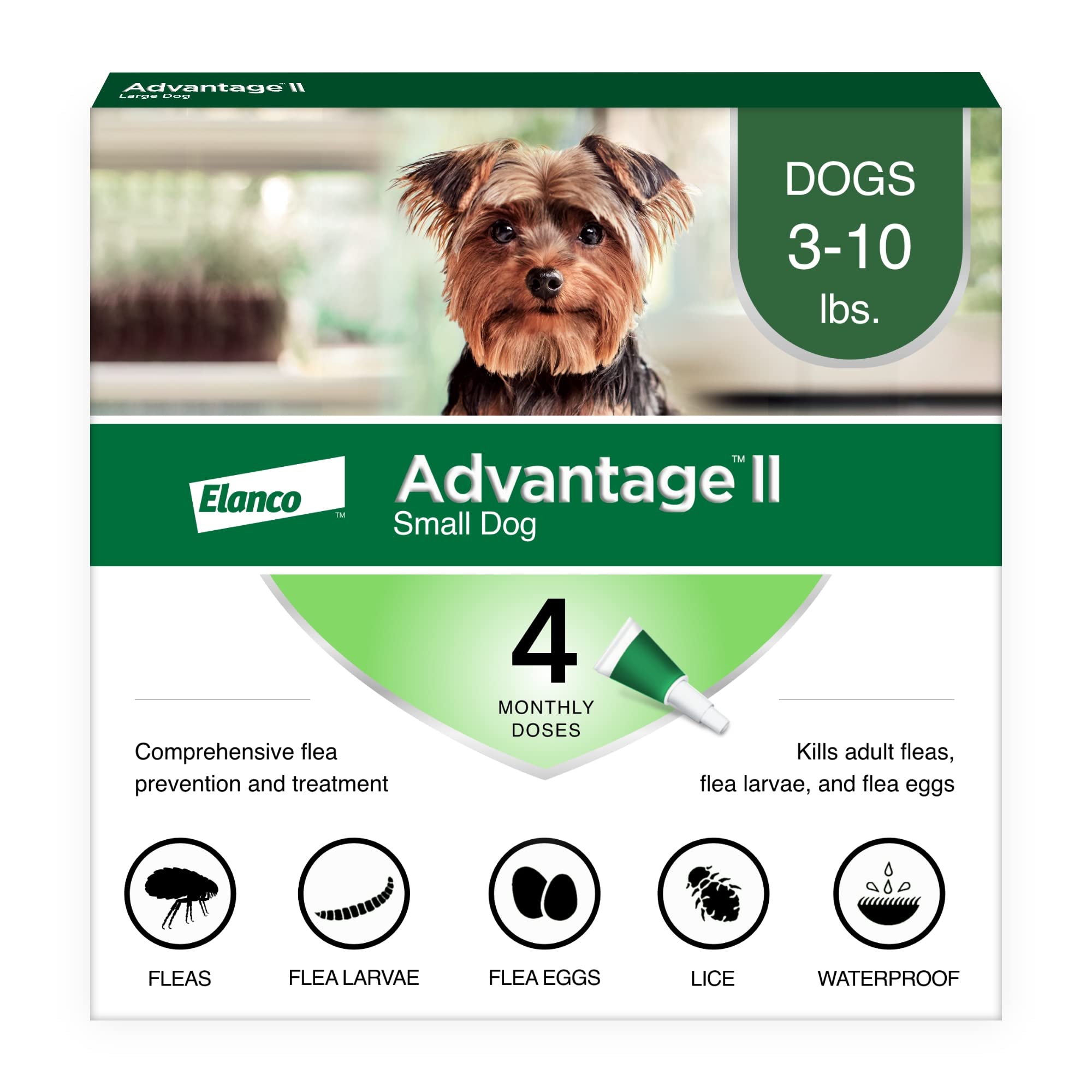 7개월 강아지 벼룩 치료 방법 (Flea Treatment for 7 Month Old Puppy)