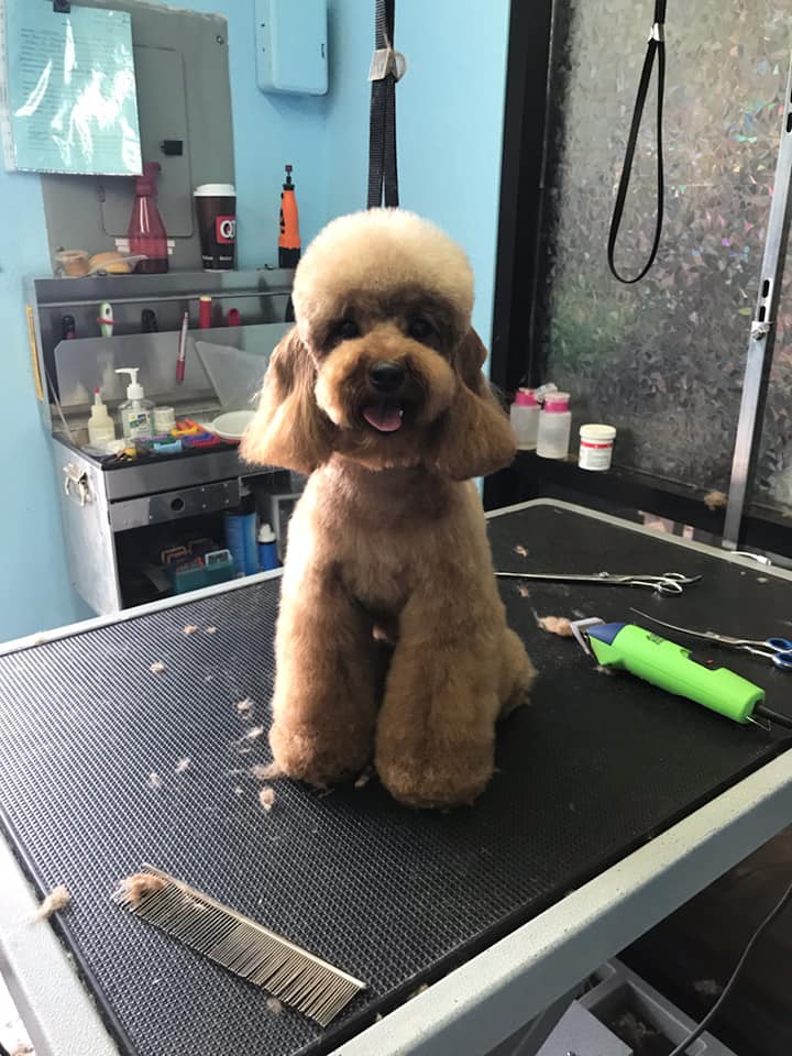 Bark Avenue Pet Grooming: 전문 애견 미용