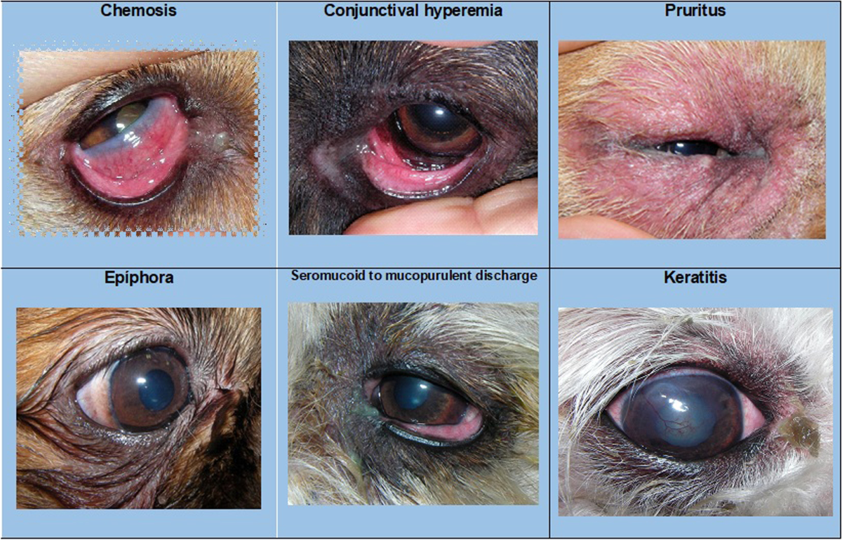 강아지 눈 알레르기 증상 및 치료
(Dog eye allergy symptoms and treatment)