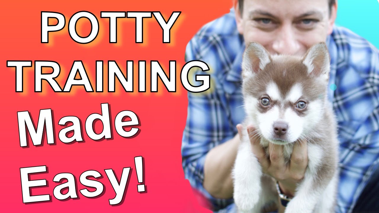 강아지 배변훈련 비디오 가이드 (Puppy Potty Training Videos Guide)