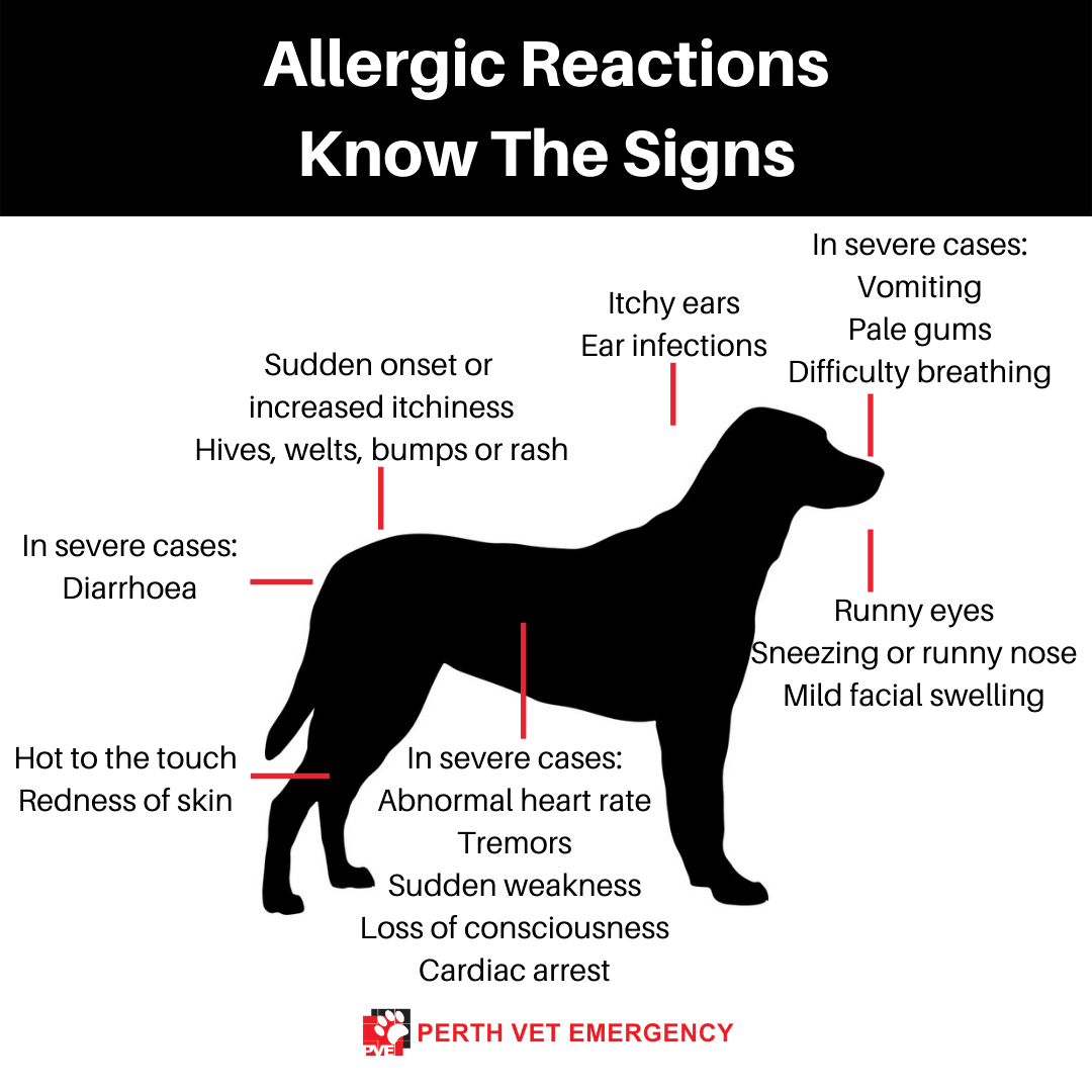 강아지 알레르기 두드러기 증상 및 치료
(Dog allergies hives symptoms and treatment)