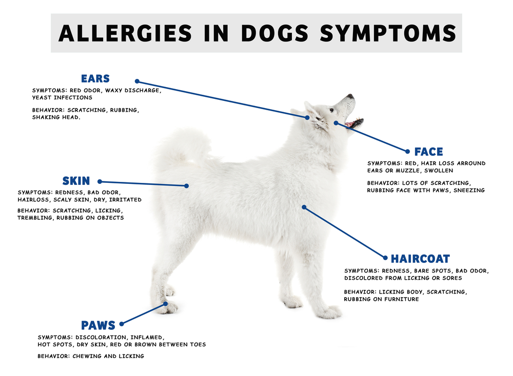 강아지 알레르기 vs 감기 증상 비교
(Dog allergies vs cold symptoms comparison)