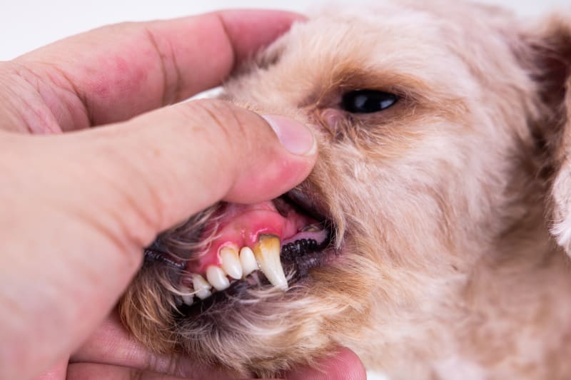 강아지 잇몸병 치료 방법 (Gum Disease Treatment Dogs)