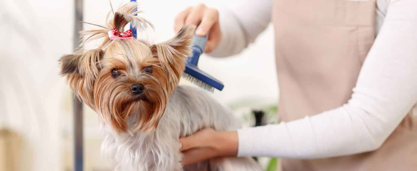 고양이 미용 가까운 곳 (pet grooming near me for cats)