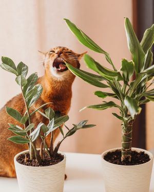 고양이에게 안전한 집 식물
(Direct translation: Cats safe house plants)