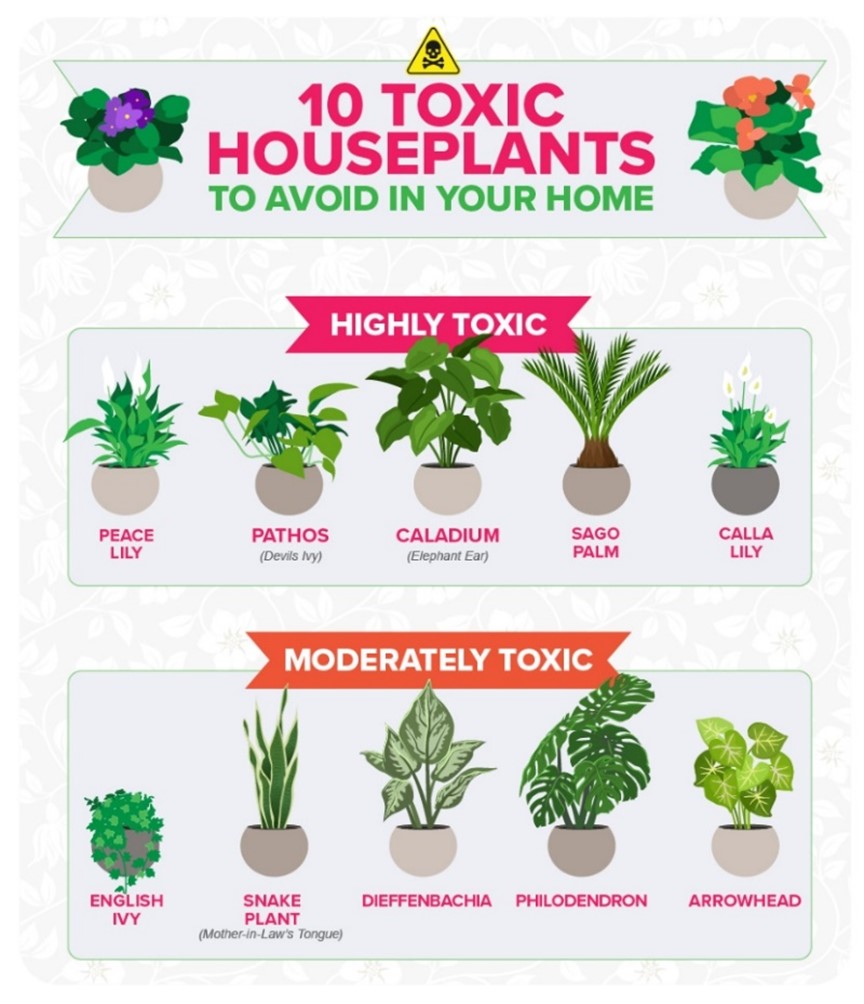 고양이에게 위험한 식물 (Houseplants Not Safe for Cats)