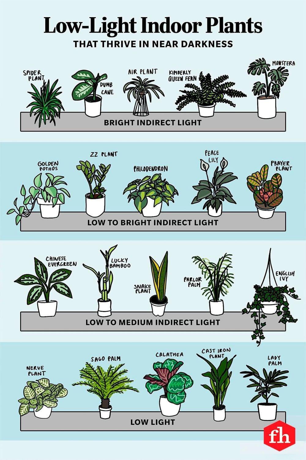 고양이와 함께 키우는 안전한 실내 식물 가이드
(Safe Indoor Plants Guide with Cats)