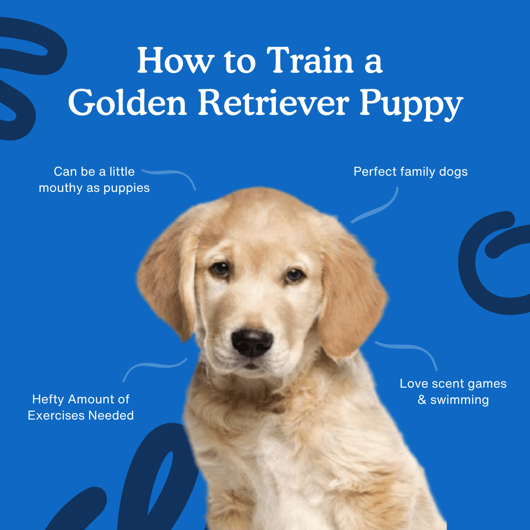 골든 리트리버 강아지 훈련 방법
(Golden Retriever Puppy Training Method)