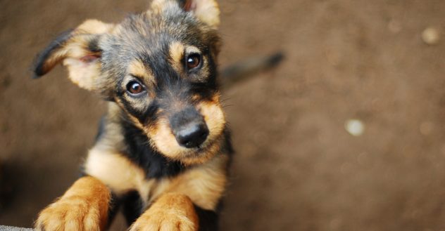 내 근처 입양 가능한 강아지 찾기
(nae geuncheo ibyang ganeunghan gangaji chatgi)

*Translation: Find Adoptable Dogs Near Me*