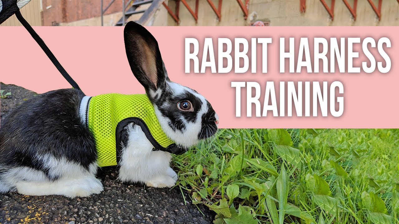 토끼 하네스 훈련 완벽 가이드 (Harness Train Rabbit)