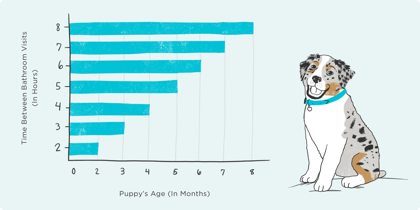 3개월 강아지 배변 훈련 방법 (How to potty train a 3 month old puppy)