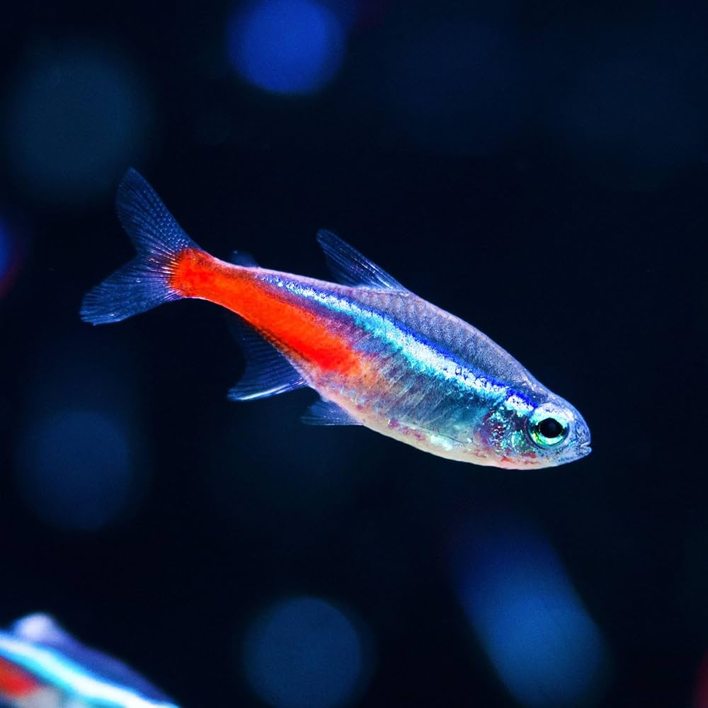 Aquarium Fish Kaufen: Beste Fische Online