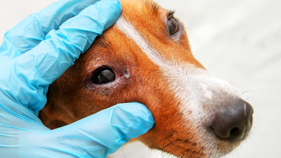 강아지 결막염 치료 방법 (Pink Eye Treatment Dogs)