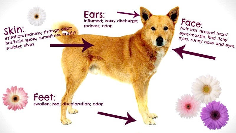 강아지 발바닥 알레르기: 원인 및 치료
(Dog paw allergies: causes and treatment)