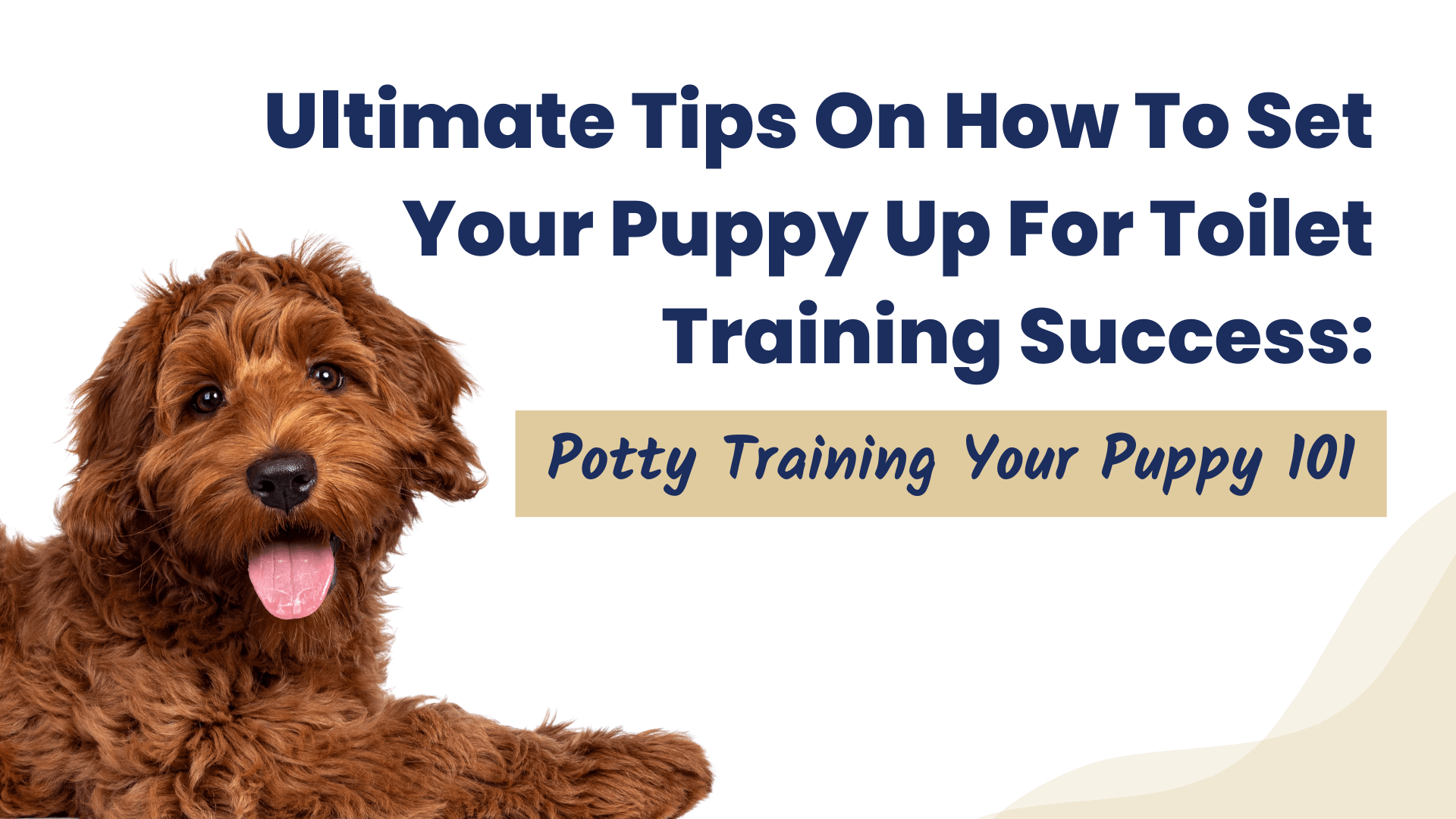 강아지 배변 훈련: 확실한 성공 가이드
(Puppy potty training: A definite success guide)