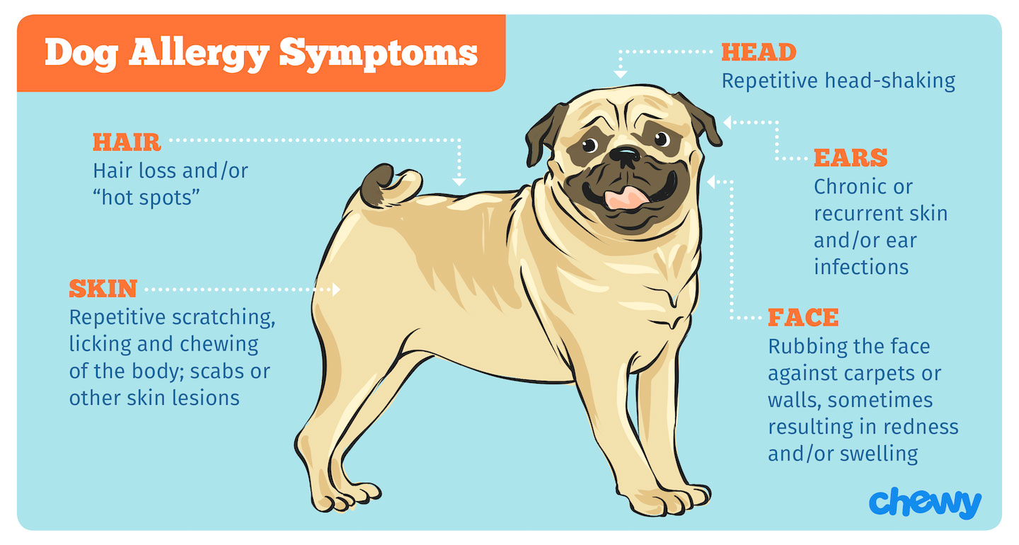 강아지 소변 알레르기 증상 및 치료
(Dog urine allergies symptoms and treatment)