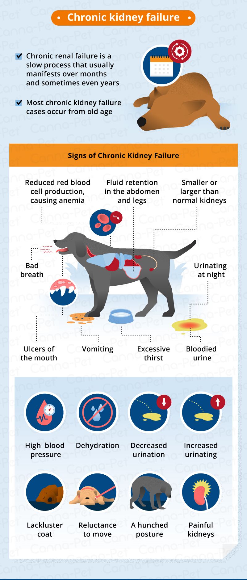 강아지 신장병 치료 방법 및 관리
(Dog kidney disease treatment and management)