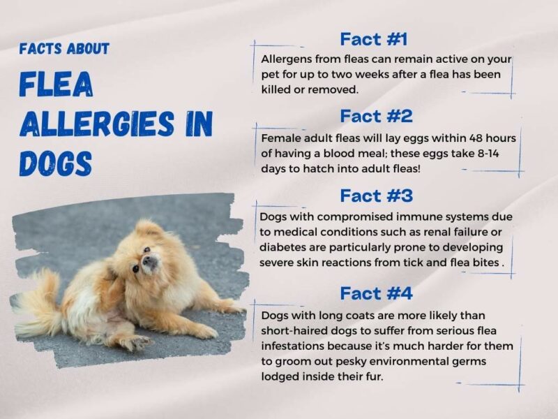 강아지 알레르기 vs 벼룩 증상 비교
(Dog allergies vs flea symptom comparison)