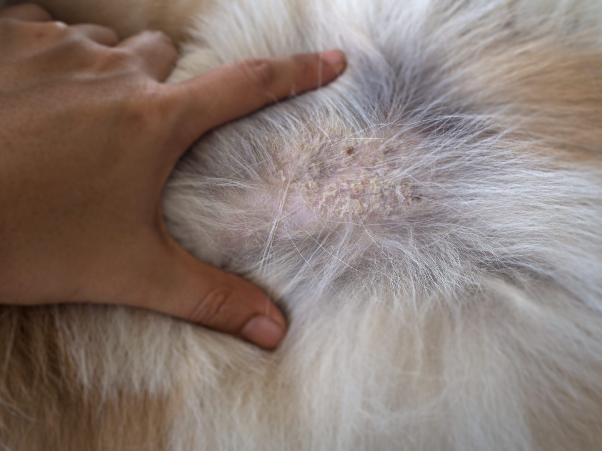 강아지 지루성 피부염 치료 방법 (Seborrhea Treatment Dogs)