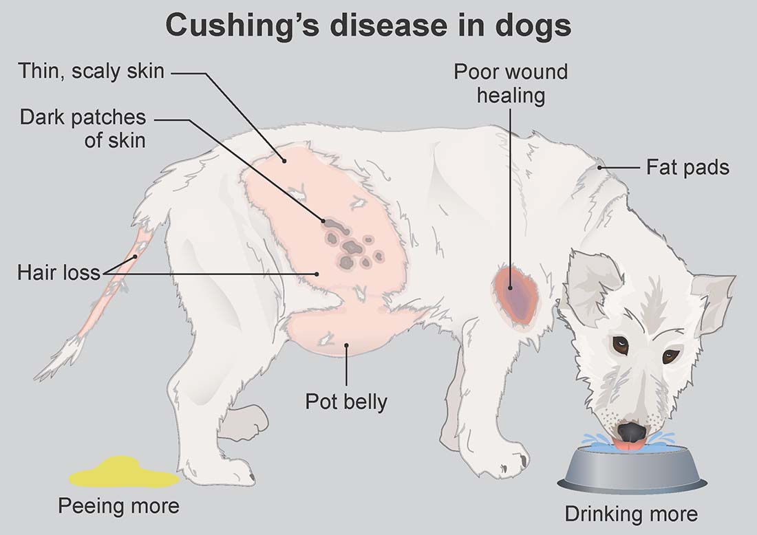 강아지 쿠싱 치료법 (Cushings Treatment Dogs)