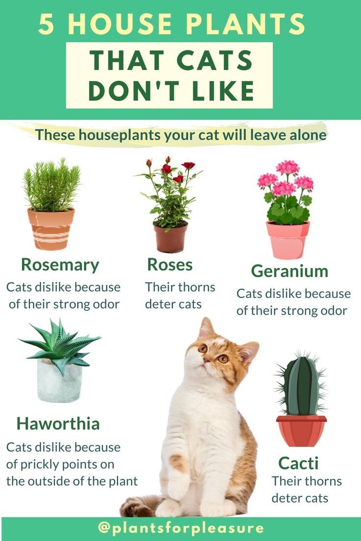 고양이가 싫어하는 향 실내 식물
(Cats Hate Smell Indoor Plants)