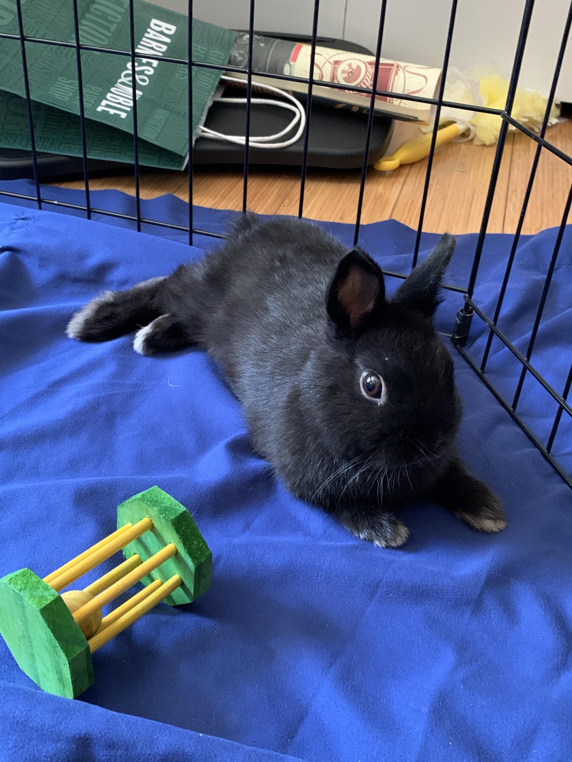 네덜란드 드워프 토끼 배변 훈련 방법
(Netherland Dwarf Rabbit Potty Training How-to)