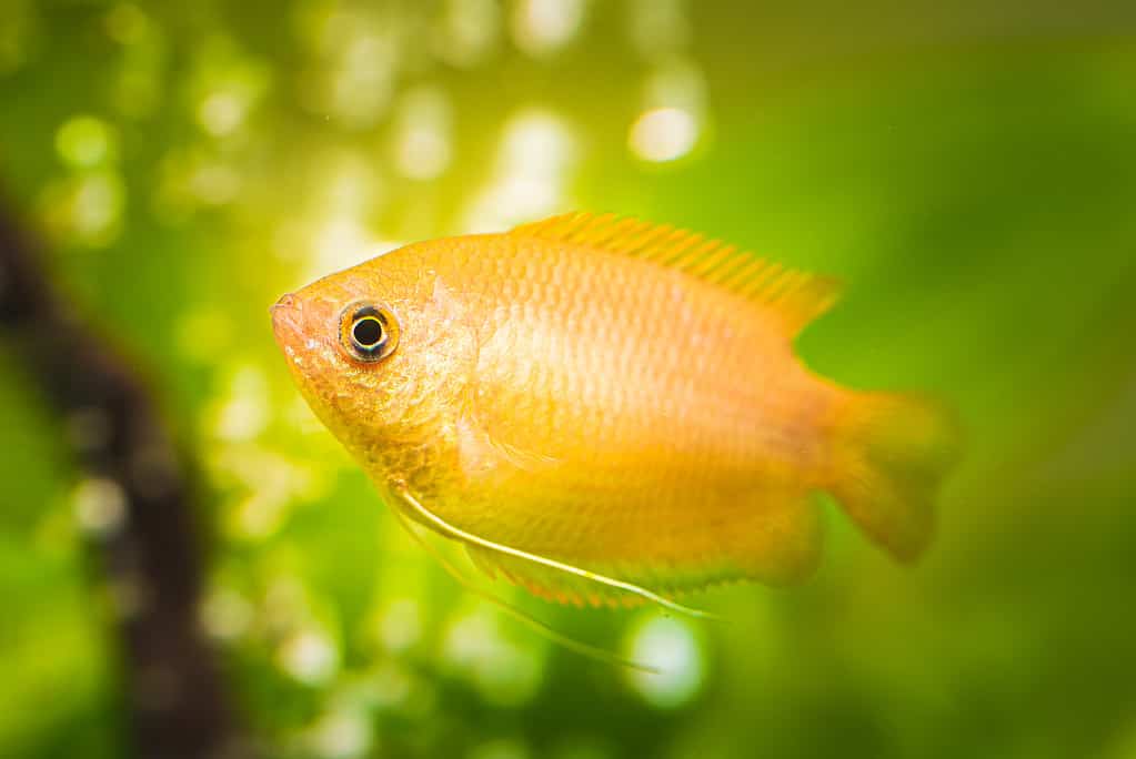 노랑색 관상어 키우기: 초보자 가이드
(Yellow aquarium fish raising: Beginner’s guide)