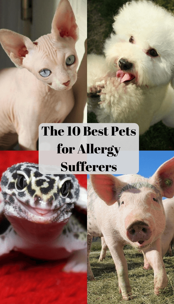 알레르기 있는 사람을 위한 반려동물 선택 (Animals for Allergy Sufferers)