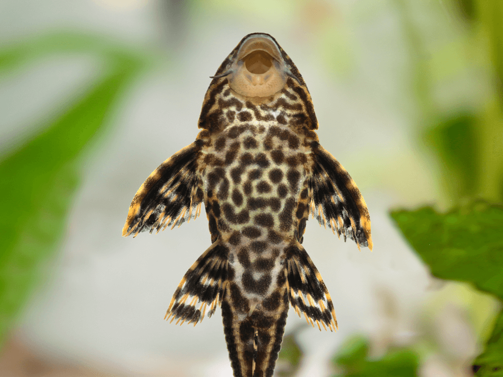 어항 이끼 먹는 물고기 추천 (Aquarium fish that eat algae recommendations)