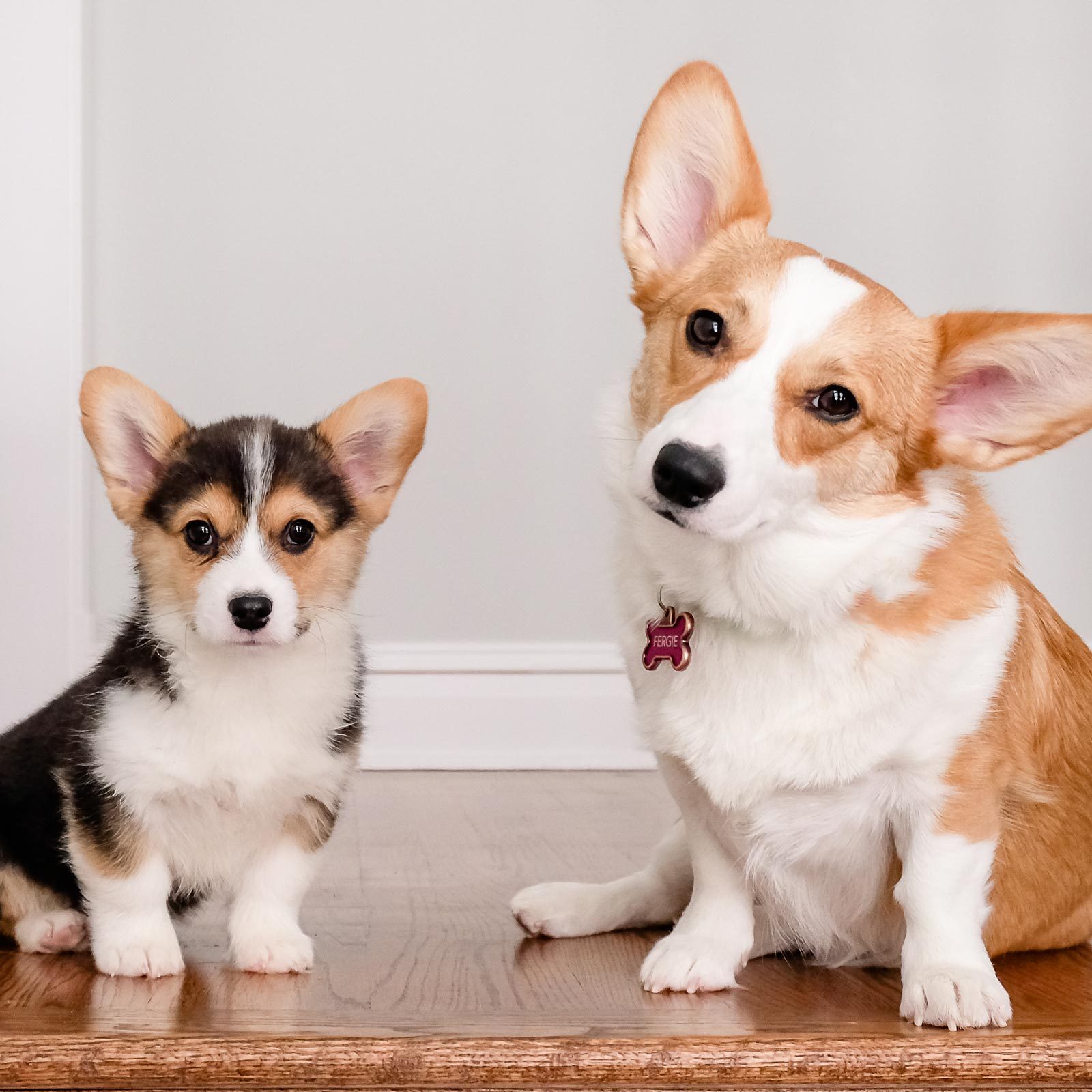 저렴한 애견 미용 비용 알아보기 (Pet grooming for cheap)