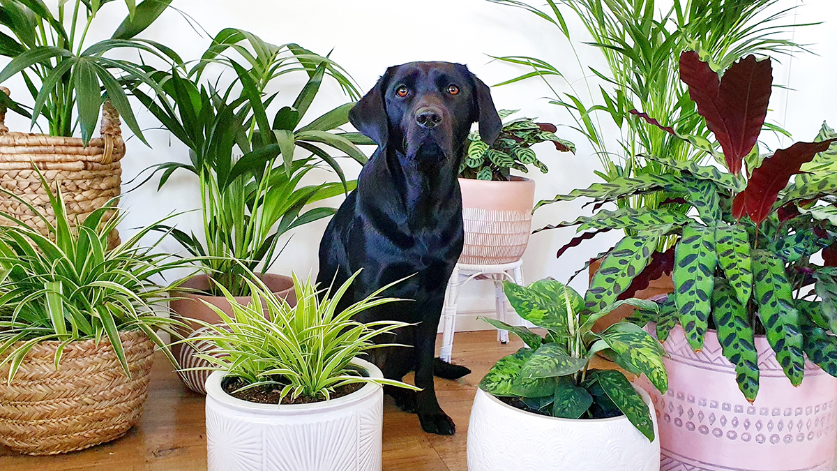 호주 고양이 안전 실내 식물
(Australia cat safe indoor plants)