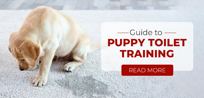 12주 강아지 배변 훈련 방법 (How to potty train a puppy 12 weeks)