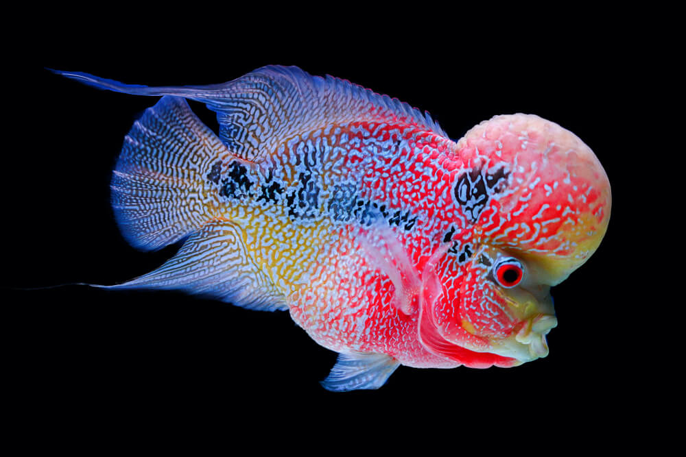 40 gallon aquarium fish 최고의 어종 추천