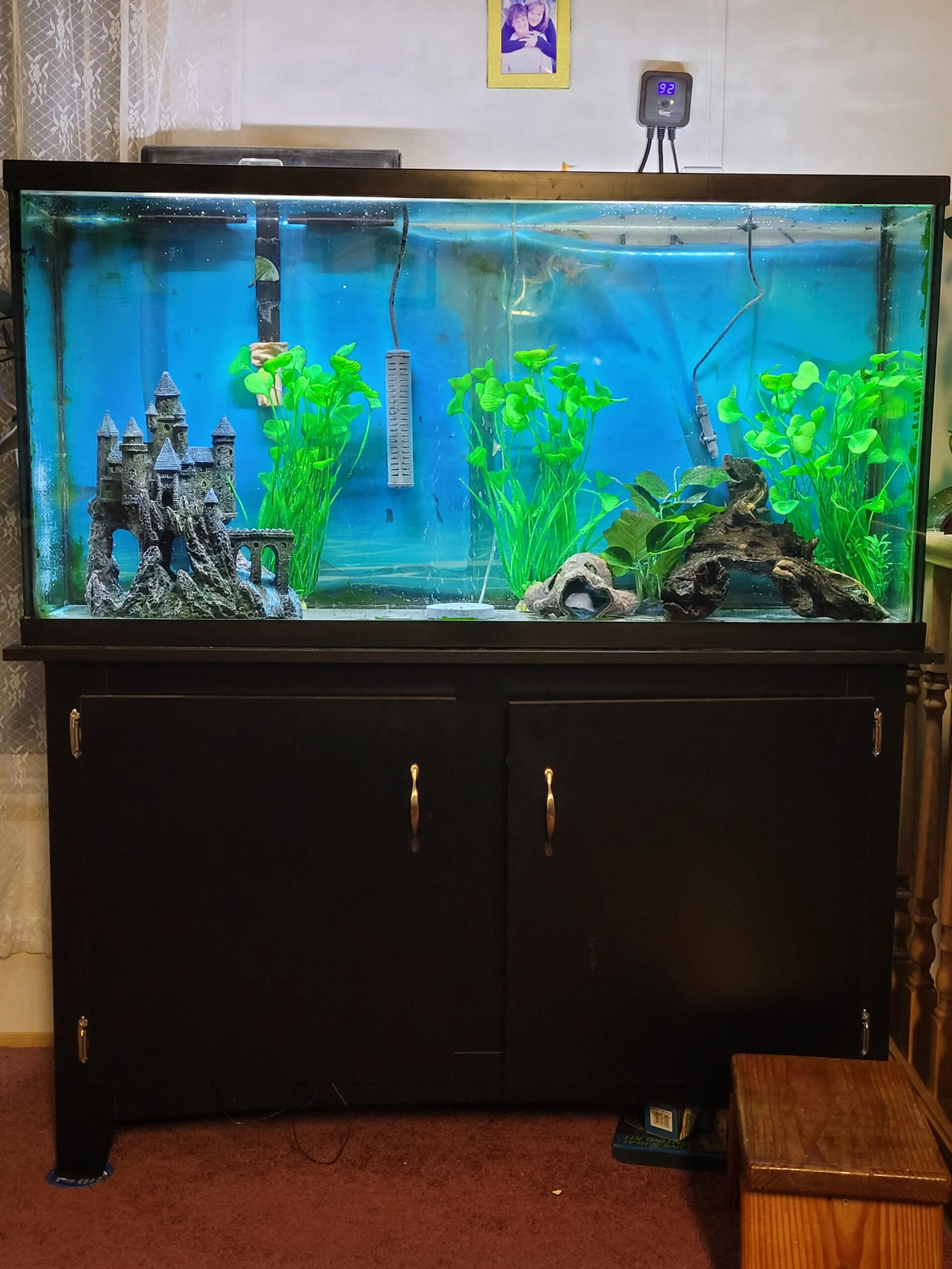 60 gallon aquarium fish ideas 최고의 어종 추천