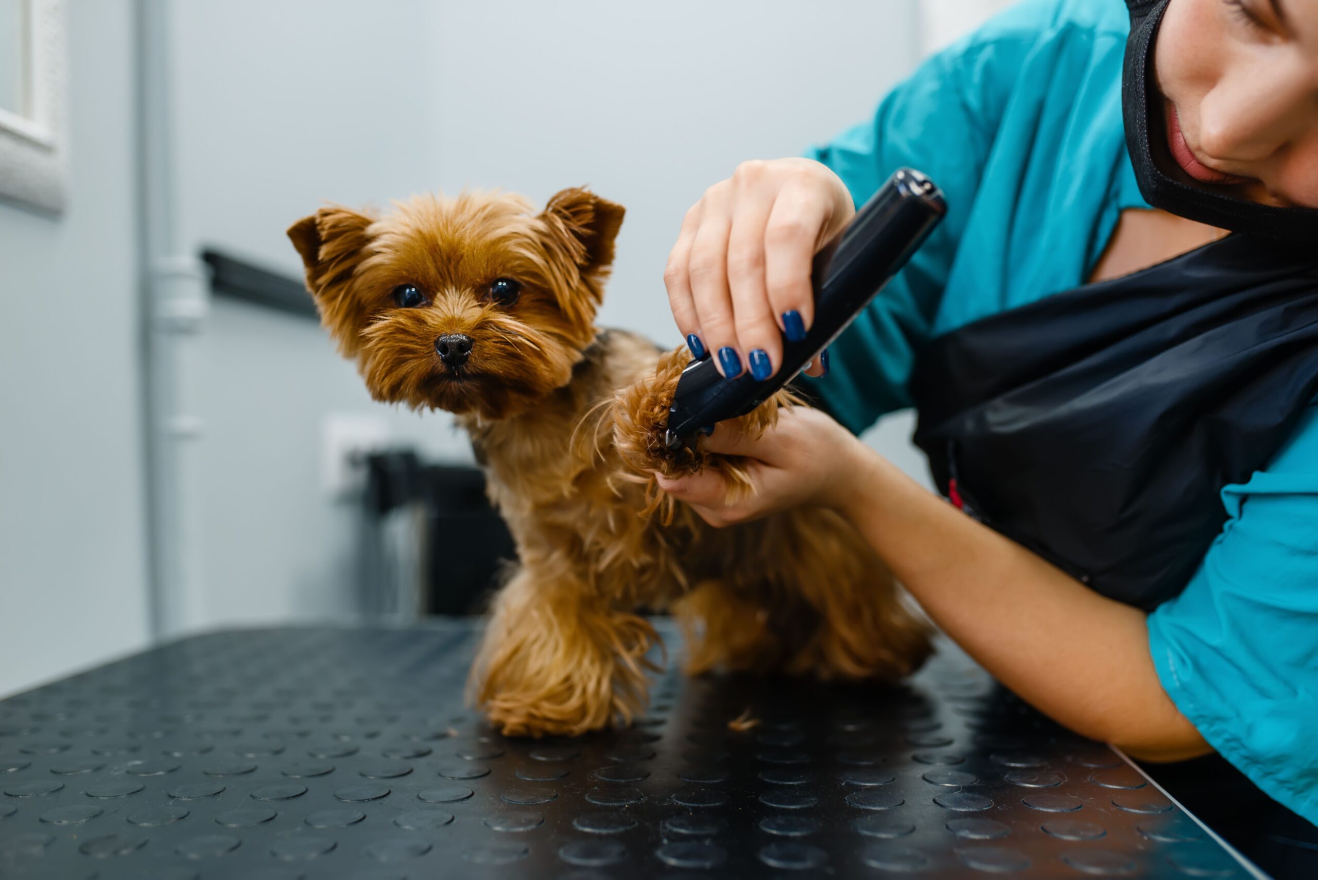 가까운 애견 미용 전문샵 찾기 (Nearby Pet Grooming)