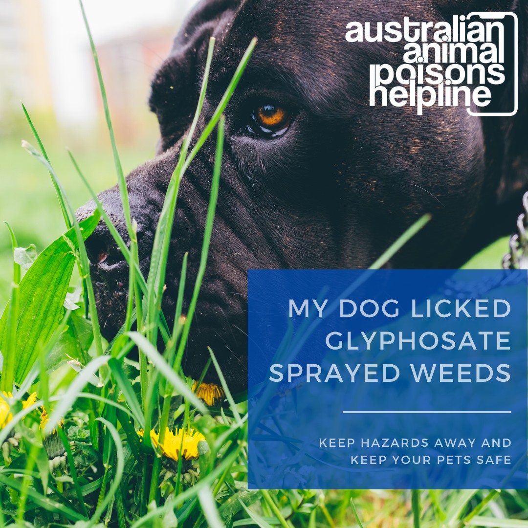 강아지 글리포세이트 중독 치료 방법
(Dog Glyphosate Poisoning Treatment)