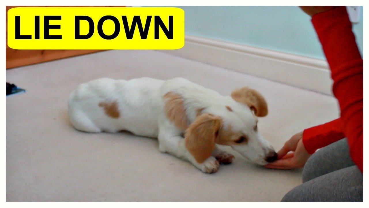 강아지 눕는 법 가르치기 (Teach a puppy lie down)