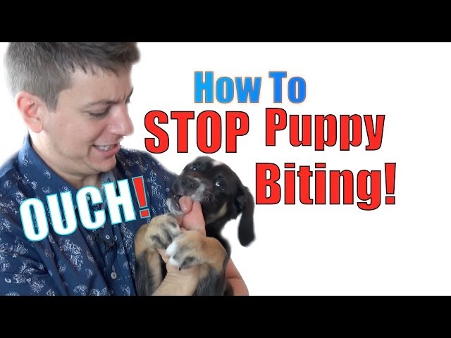 강아지 무는 버릇 고치는 훈련 방법 (Train a puppy not to bite)