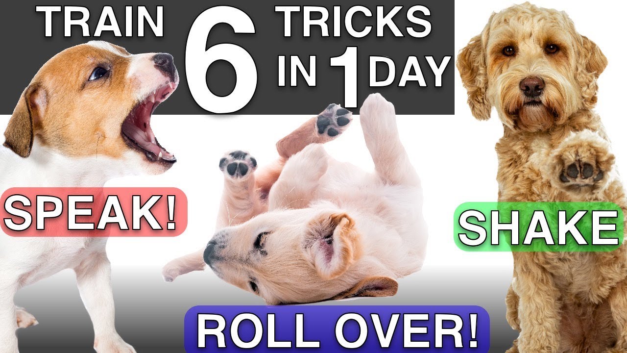 강아지 배변훈련 빠르게 하는 방법 (Potty Train a Puppy Fast)