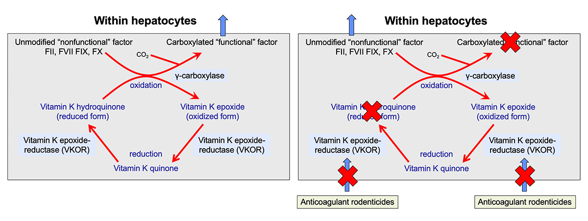 강아지 비타민 K 치료 효과 및 방법
(Dogs Vitamin K Treatment Effects and Methods)