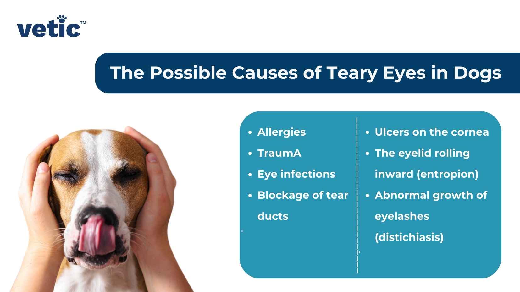 강아지 알레르기 눈물 해결 방법 (Dog allergies watery eyes)