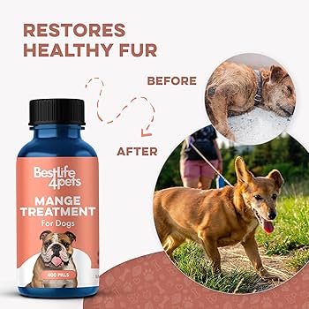 강아지 옴 치료 최고의 방법 (Best Mange Treatment Dogs)