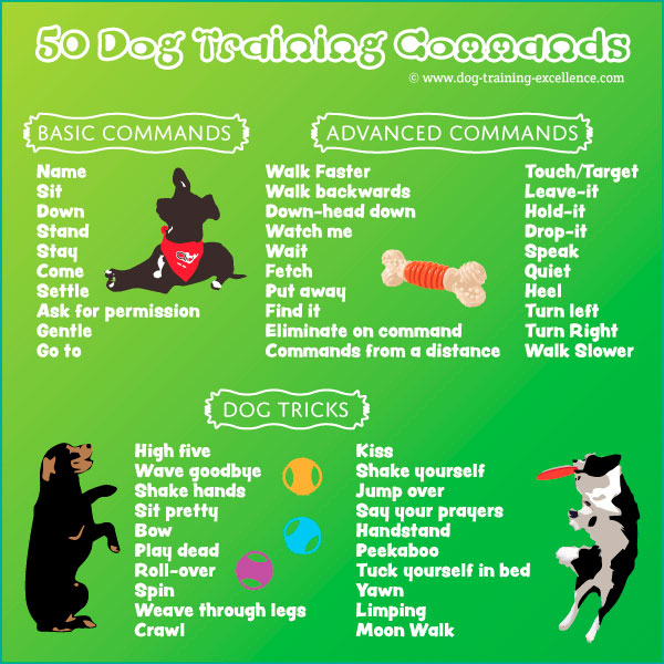 강아지 훈련 명령어 훈련 방법
(Puppy training commands training method)