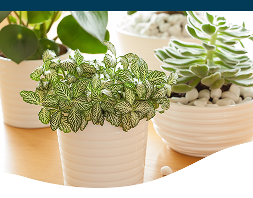 고양이 안전한 약광 식물 (Low Light Houseplants Non Toxic to Cats)