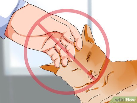 고양이 알레르기 배탈 해결 방법
(Cat allergies upset stomach solution)