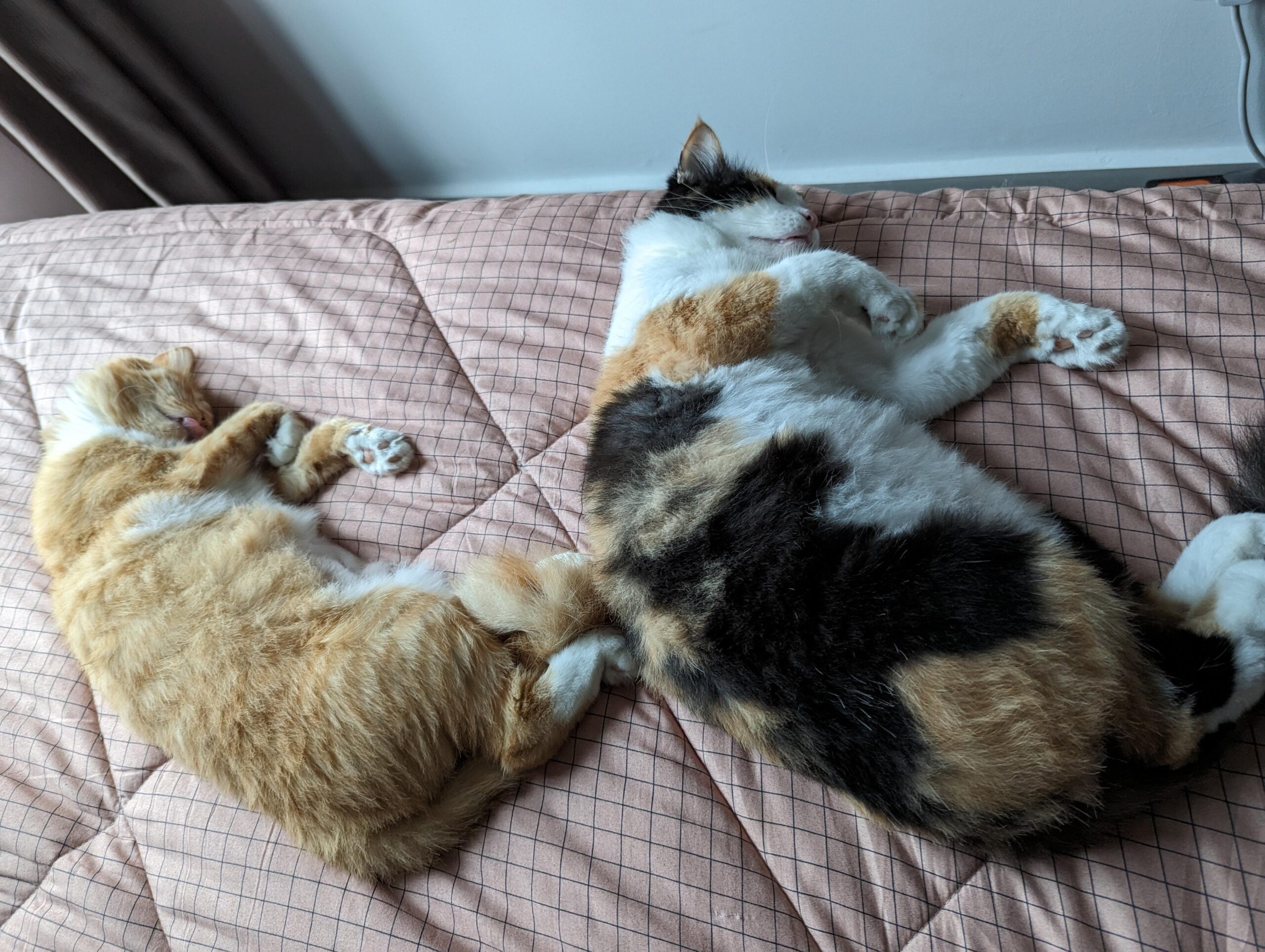 고양이 알레르기 reddit 정보 공유
(Cat allergies reddit information sharing)