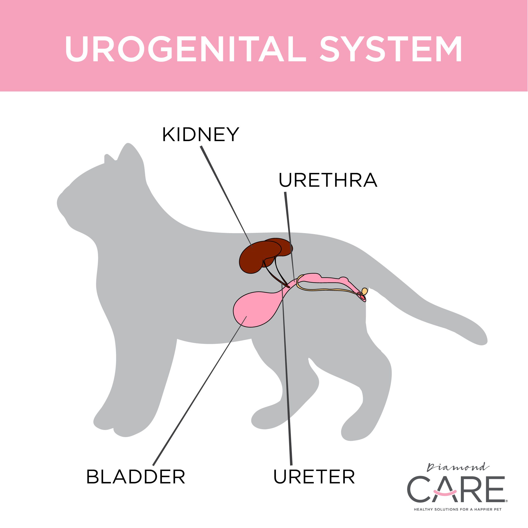 고양이 알레르기 vs 요로 감염 차이점
(Cat allergies vs UTI differences)