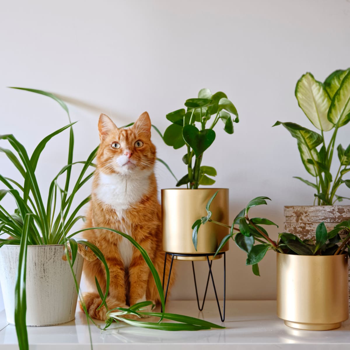 고양이가 먹을 수 있는 집 식물
(goyangiga meogeul su inneun jip singmul)
(What house plants can cats eat)