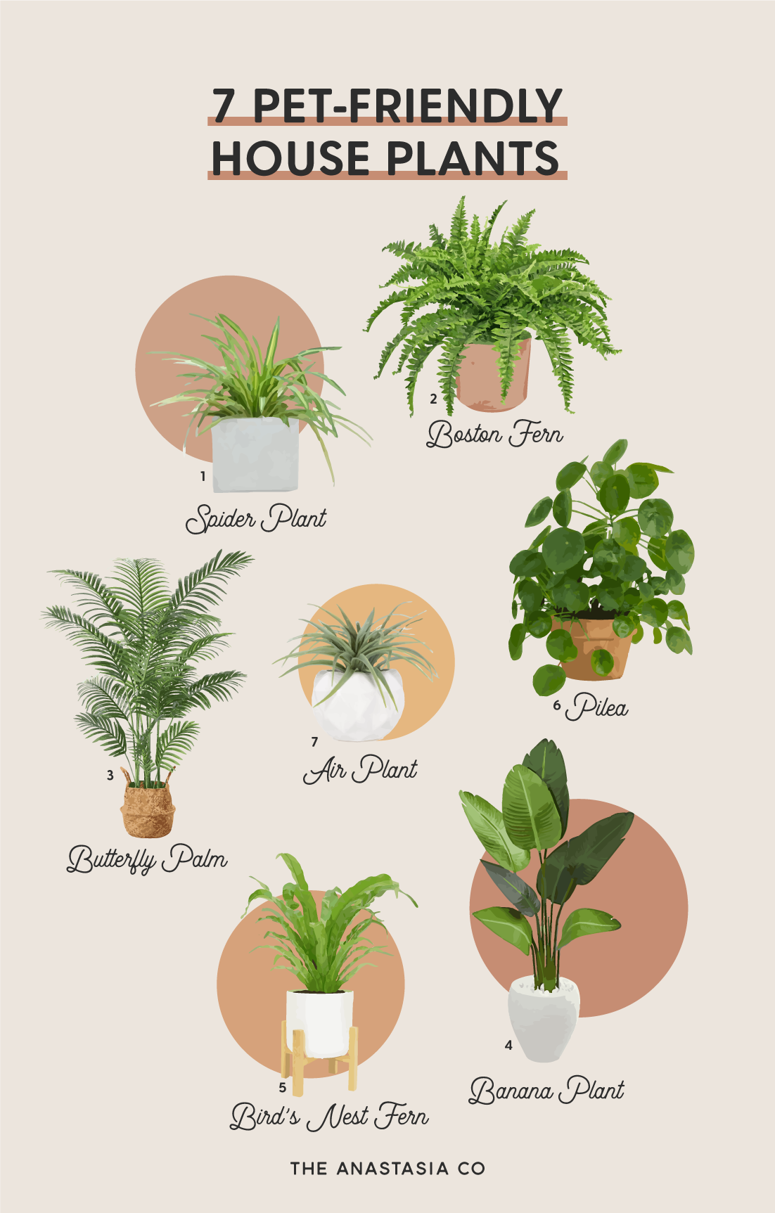 고양이가 피하는 안전한 집 식물
(Cats avoid safe house plants)