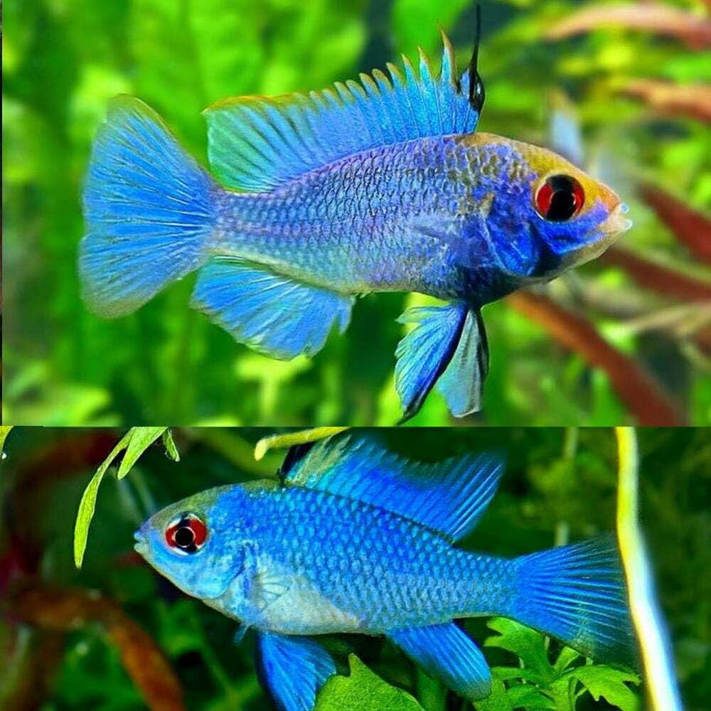 관상어 분양 판매합니다 (Aquarium fish for sale)